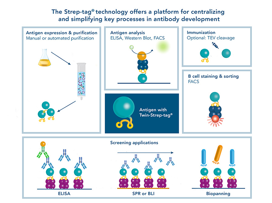 A versatile platform for monoclonal antibody development The Strep-tag® technology is suitable for key processes in antibody development