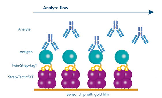 High affinity antibody selection for antibody development With SPR or BLI, high affinity antibody selection for antibody development is possible