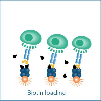 Biotin loading Fab-TACS fluorescent cell staining