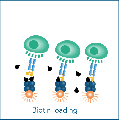 Biotin loading Fab-TACS fluorescent cell staining Biotin loading Fab-TACS fluorescent cell staining