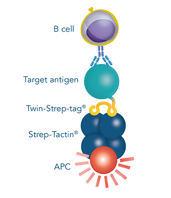 Antigen-specific B cell selection by flow cytometry for antibody development