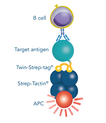 Antigen-specific B cell selection with flow cytometry Antigen-specific B cell selection by flow cytometry for antibody development