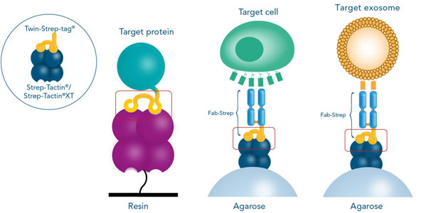Strep-tag®, a universal tool for isolation of proteins, cells, and exosomes possible tag-ligand combinations