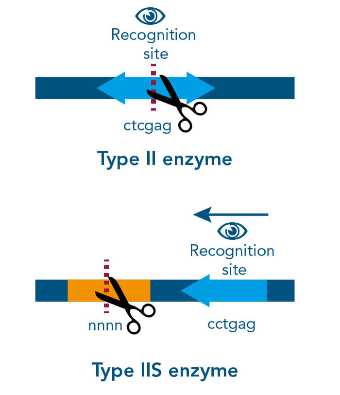 Different restriction enzyme types and its cleavage sites Different restriction enzyme types and its cleavage sites