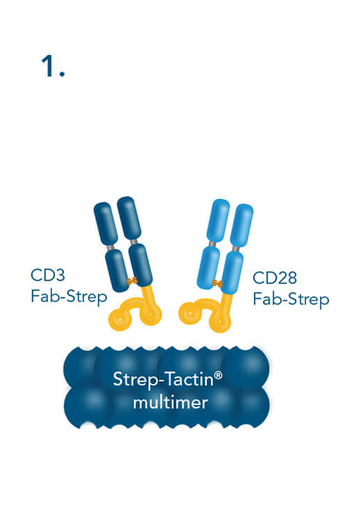 CD3/CD28 Streptamer cell stimulation step combining CD3- and CD28-Fab Streps with Strep-Tactin® multimers