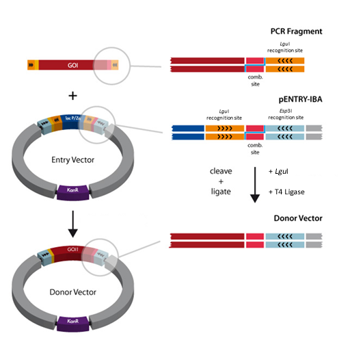 the gene of interest (GOI) will be equipped at both termini with combinatorial sites and the LguI recognition sites