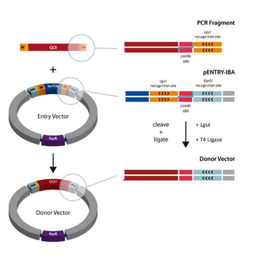 Entry Cloning for Donor Vector generation the gene of interest (GOI) will be equipped at both termini with combinatorial sites and the LguI recognition sites
