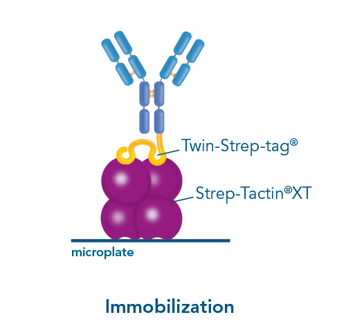 Immobilization of antibody with Strep-Tactin®XT