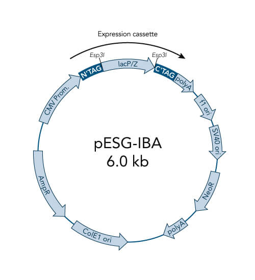 pESG-IBAwt2 vector