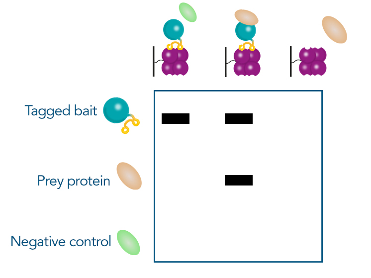 Strep-tag® Technology for Protein-Protein Interactions