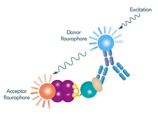 Strep-tag® Technology for Protein-Protein Interactions